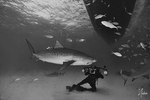 Jim Abernethy gets a close shot of a Tiger Shark right un... by Steven Anderson 